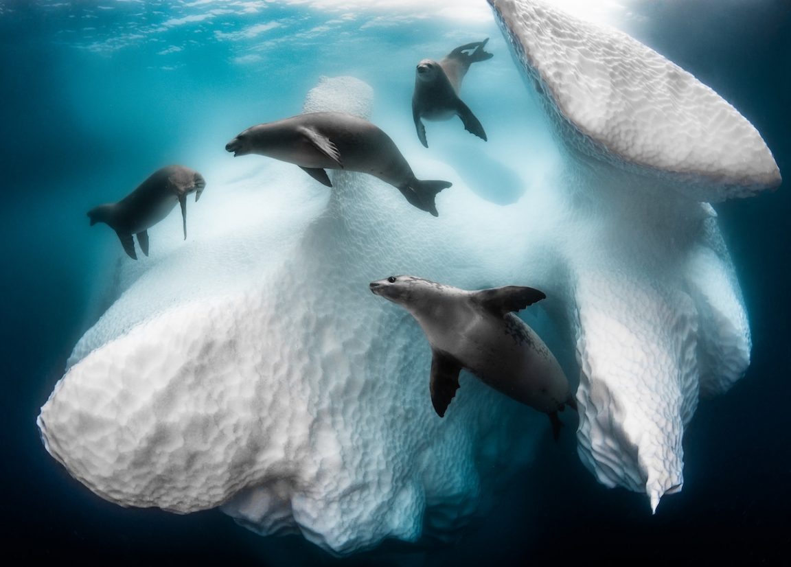 Underwater Photographer of the Year 2020 101 greg lecoeur
