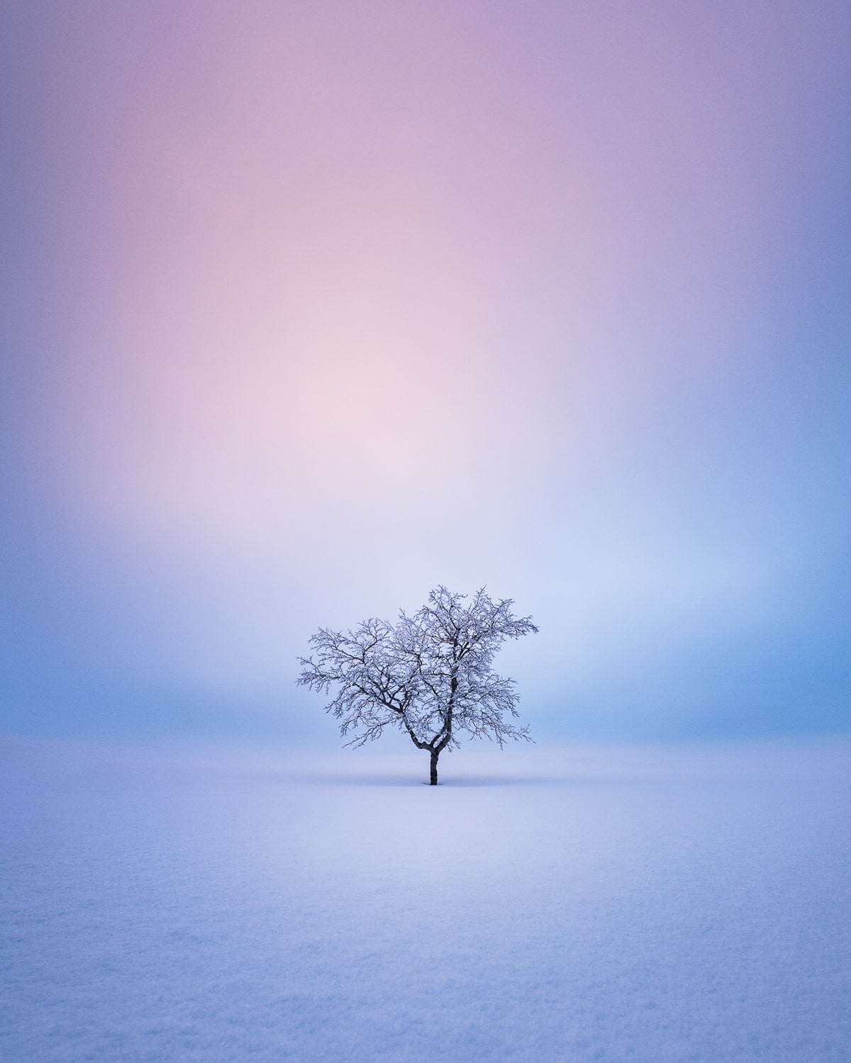 Mikko Lagerstedt's magnificent trees in Laid-back Finnish landscapes