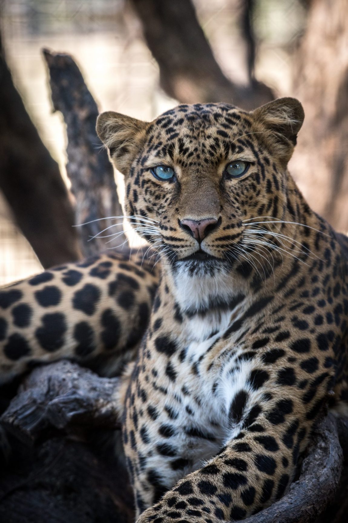 Leopard omvtvzcfplu