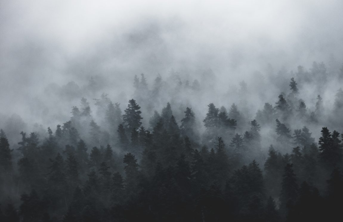 photo of tall trees during foggy day