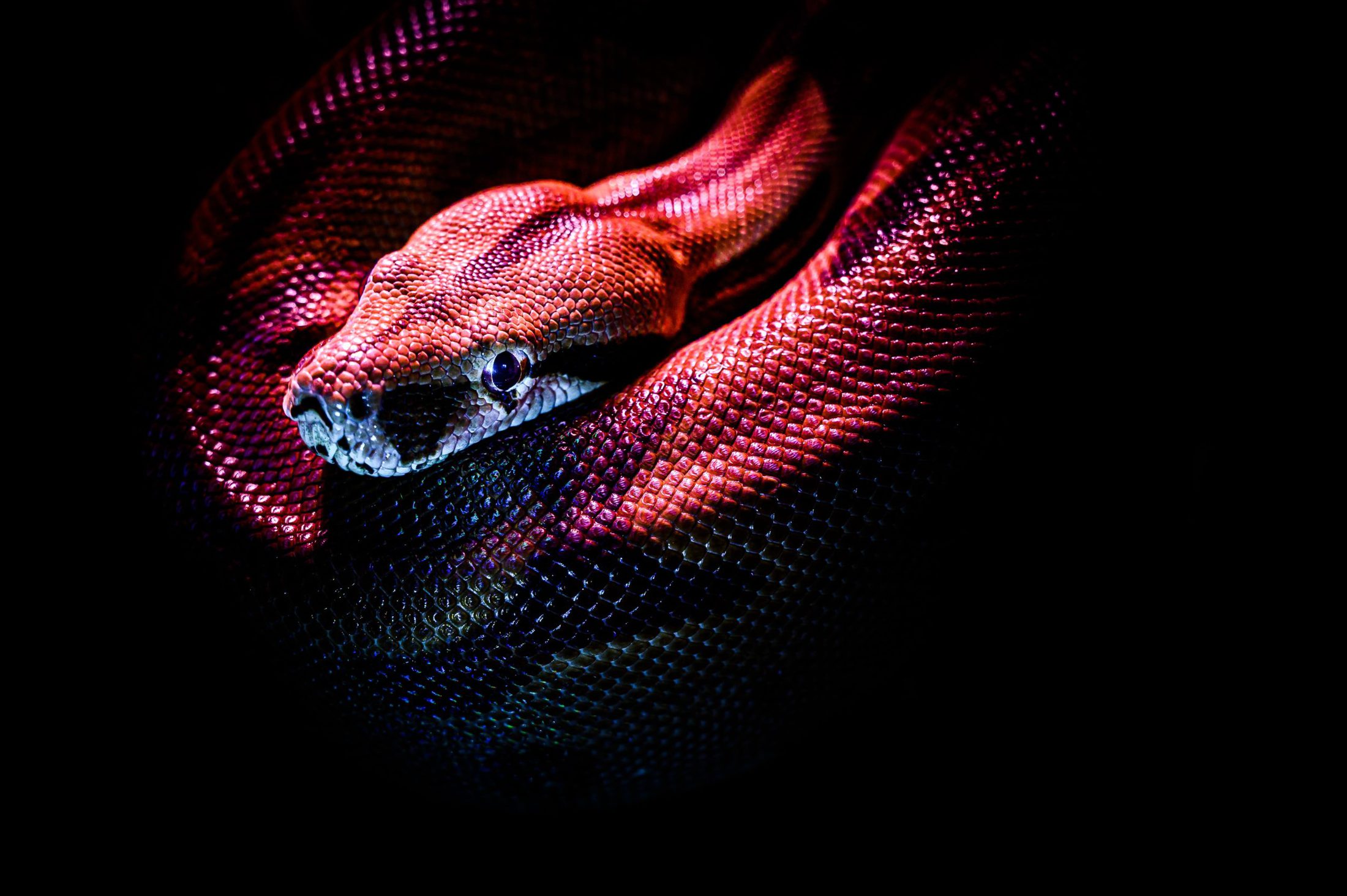 Snake red snake