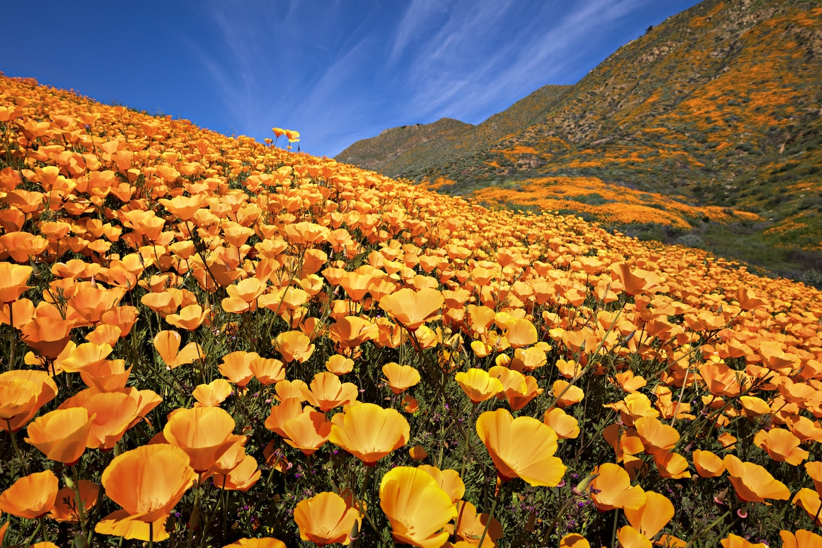 California Wildflowers In Bloom NASA Publishes Satellite View FREEYORK