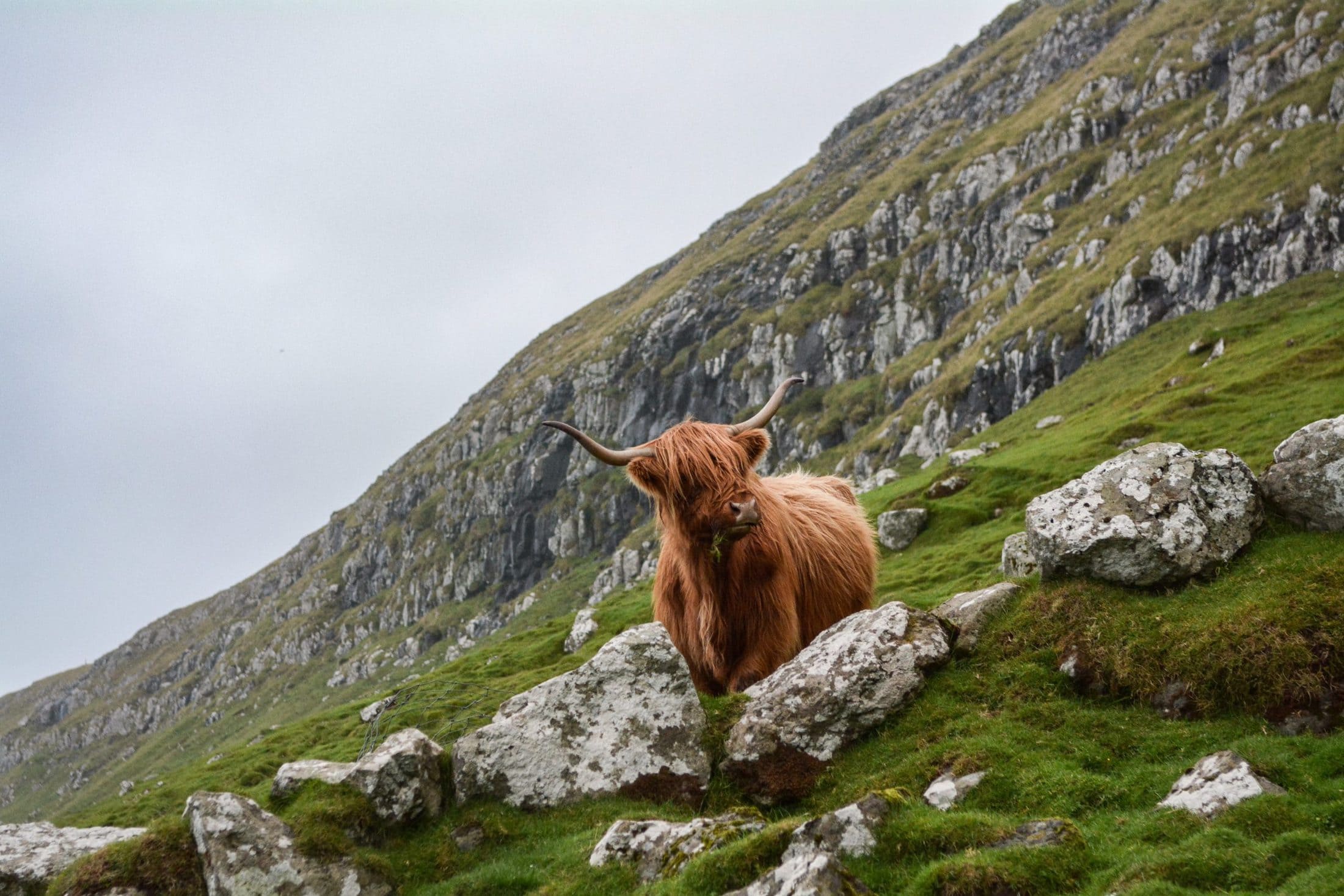 brown ox on mountain