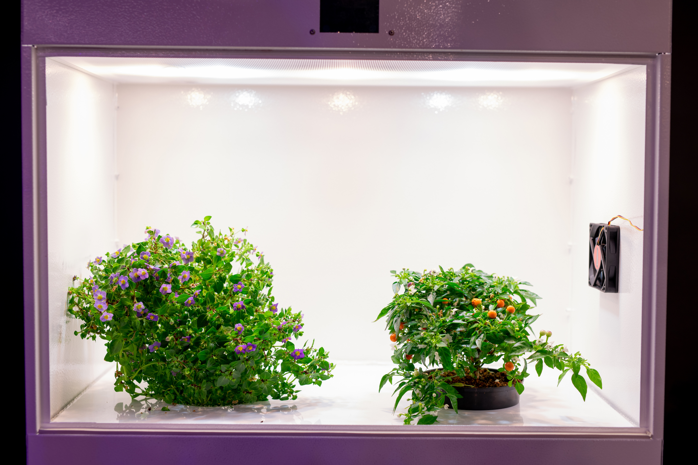 isolated plants in grow box 7L44SQG
