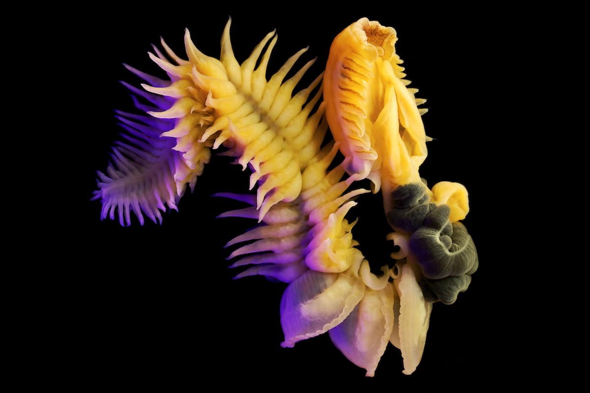 Alexander Semenov underwater photography Polychaete Chaetopterus cautus