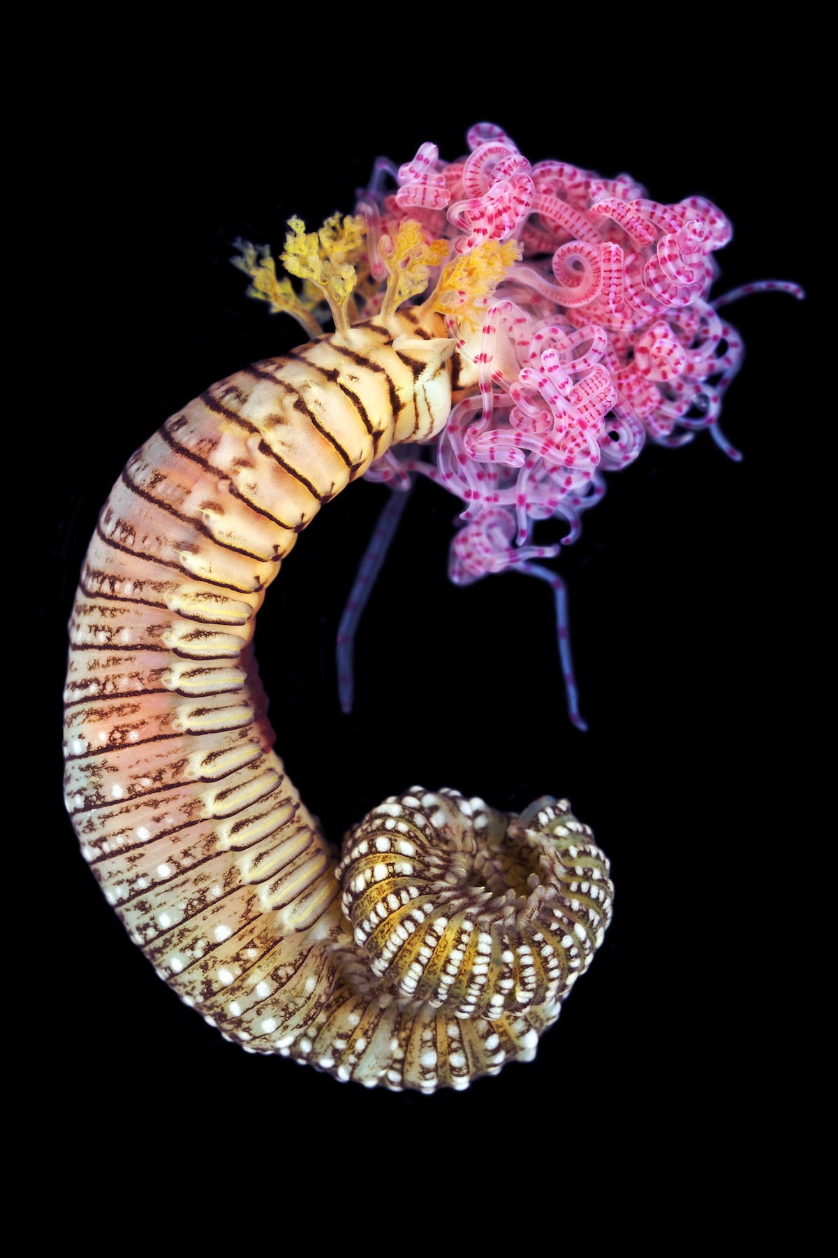 Alexander Semenov underwater photography Polychaete Terebellidae unidentified 2