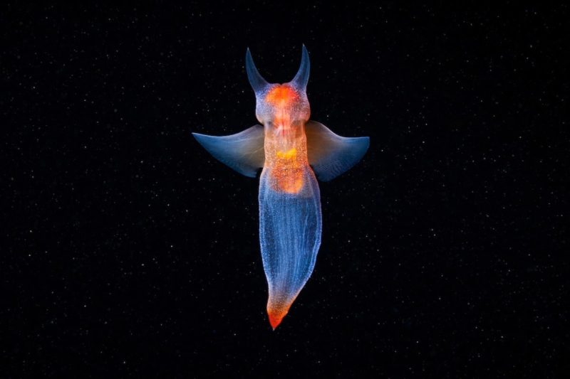 Marine Biologist Photographs Little Known Sea Creatures | FREEYORK