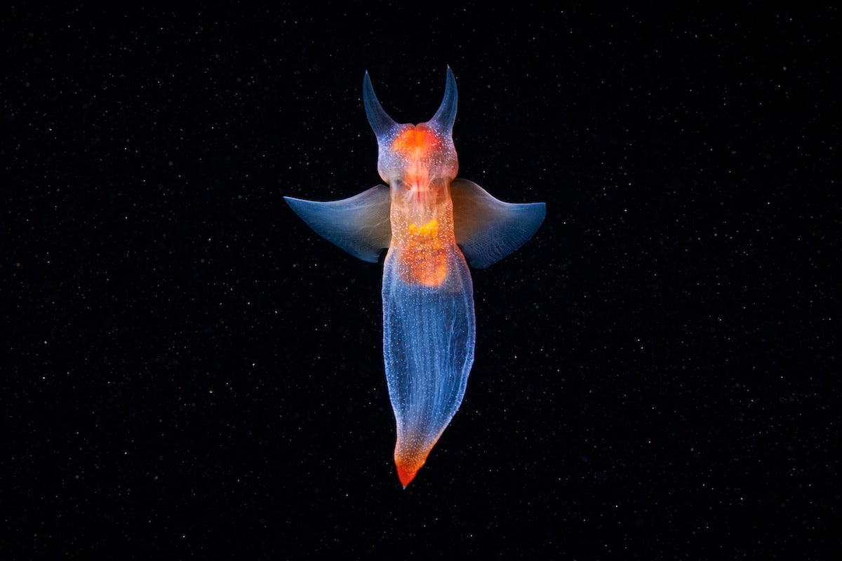 Alexander Semenov underwater photography Pteropoda Sea angel Clione limacina 05