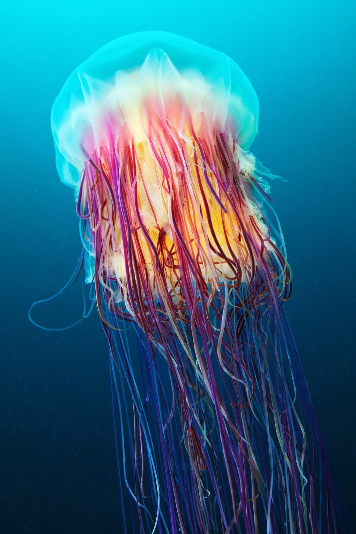 Alexander Semenov underwater photography Scyphozoan jellyfish Lions mane jellyfish Cyanea capillata 05