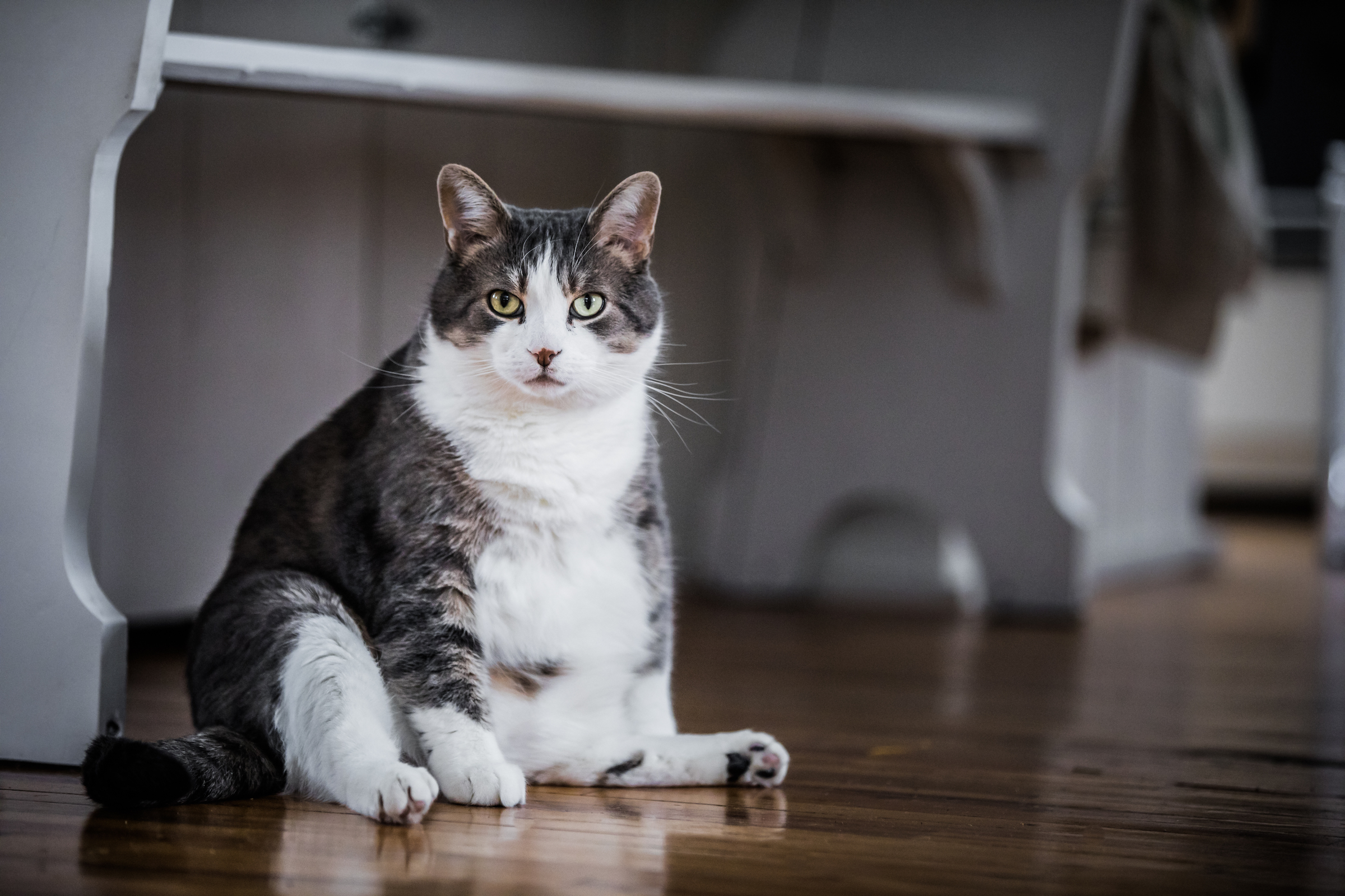 funny fat cat sitting in the kitchen PTXNPEF