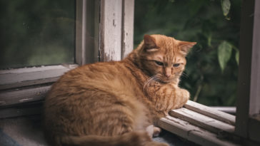 ginger cat relaxing on a balcony, domestic cat