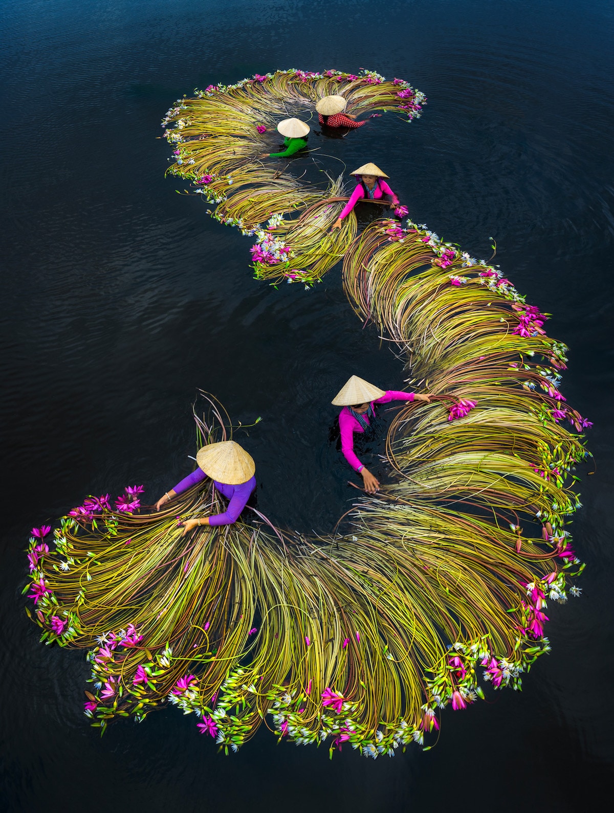 pham huy trung water lily harvest 1