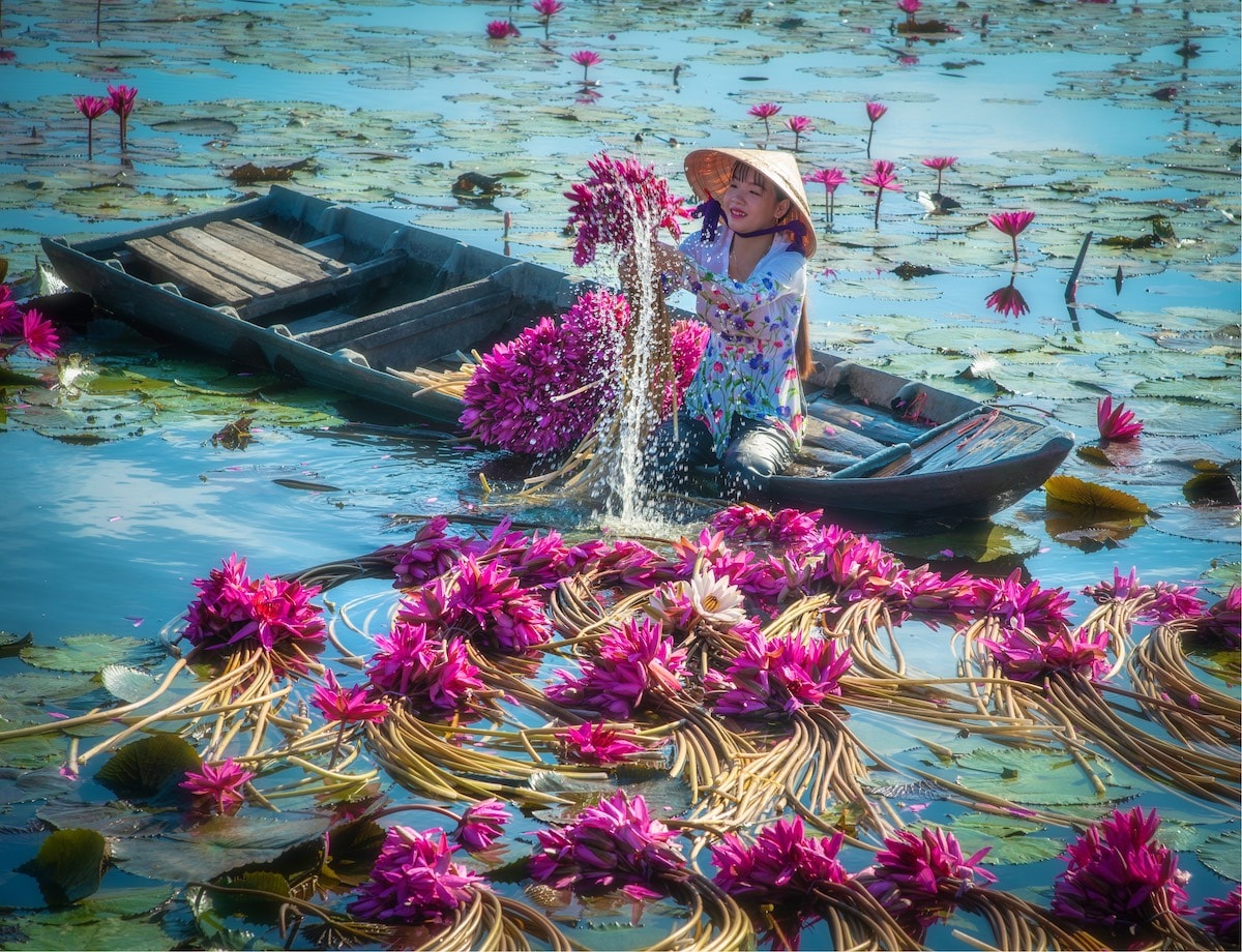 pham huy trung water lily harvest 2