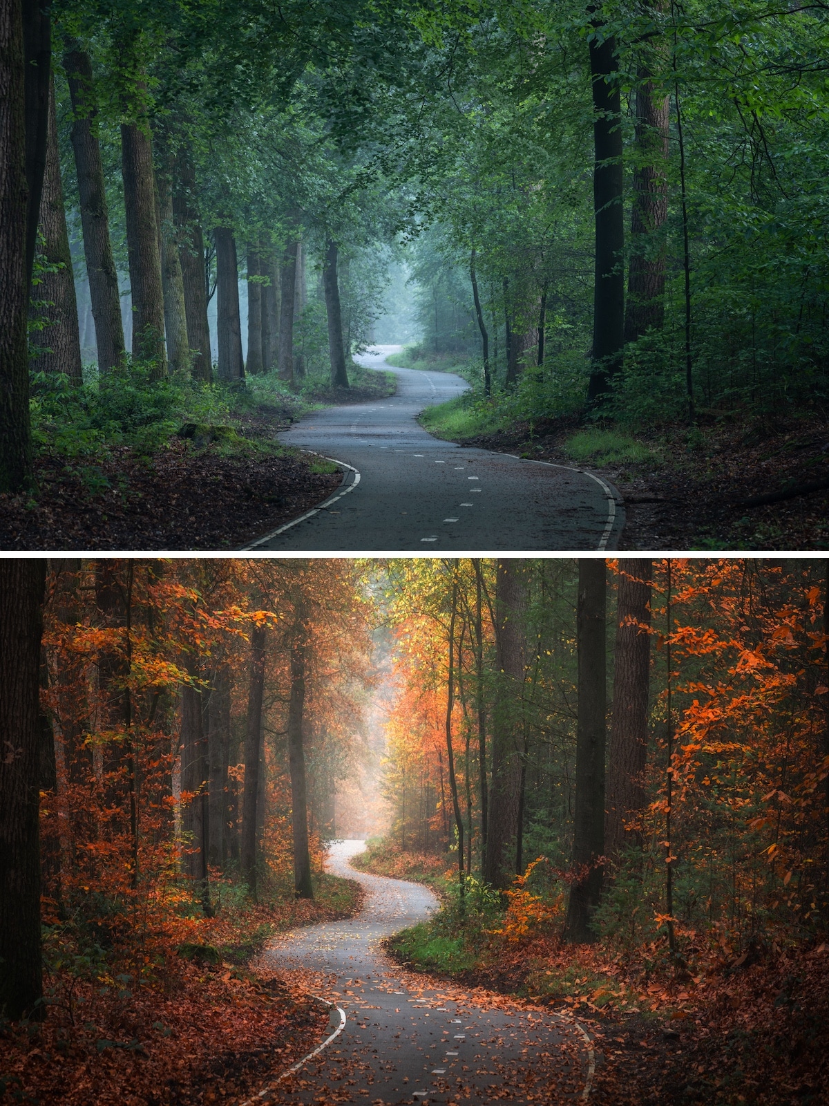 A different forest. Лес в Разное время года. Seasonal Forest.