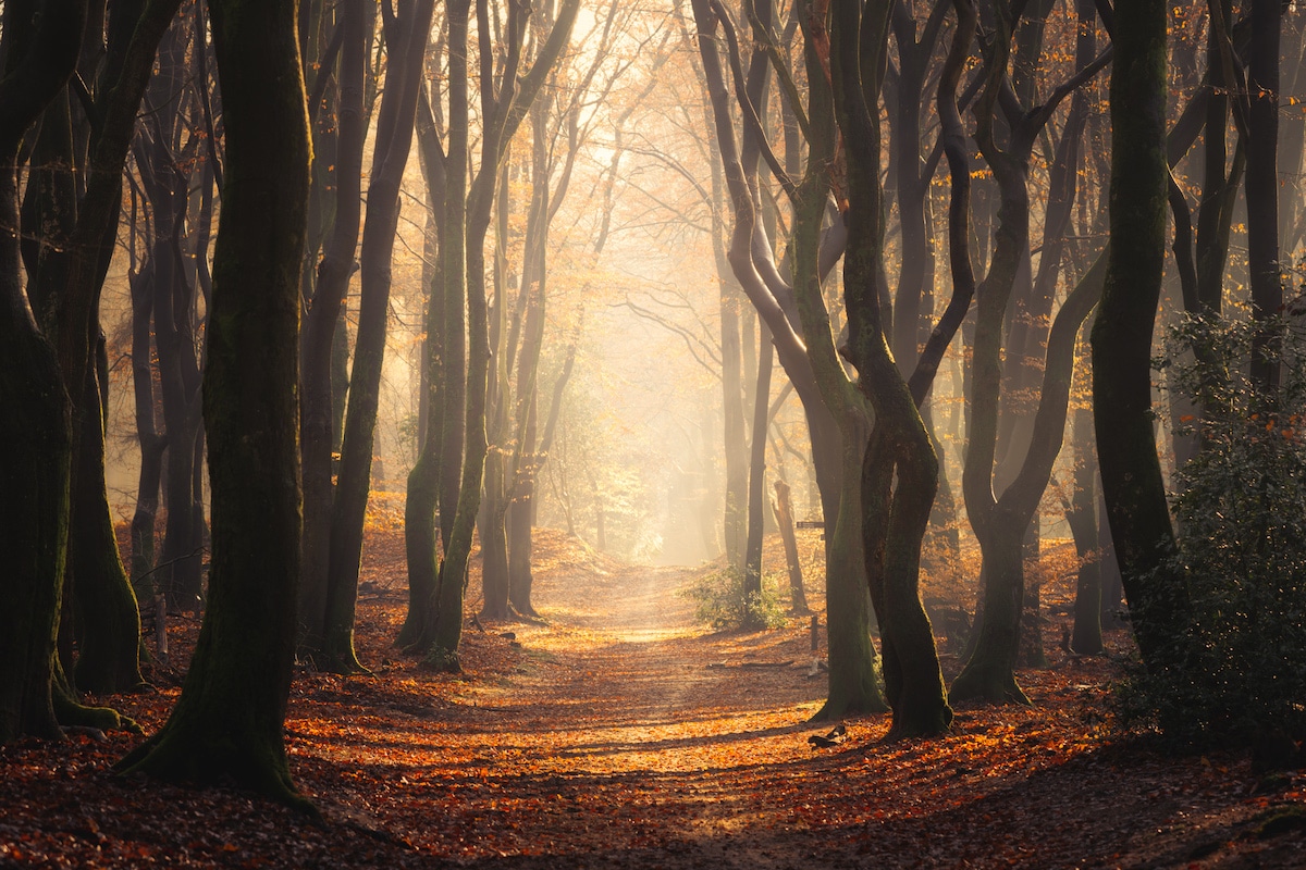 Photographer Albert Dros captured the beauty of the enchanting forest in different seasons