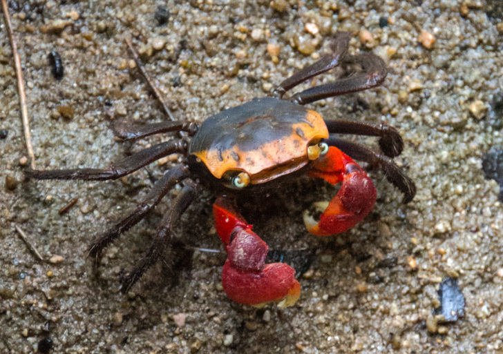 Why Are They Called Vampire Crabs? | FREEYORK