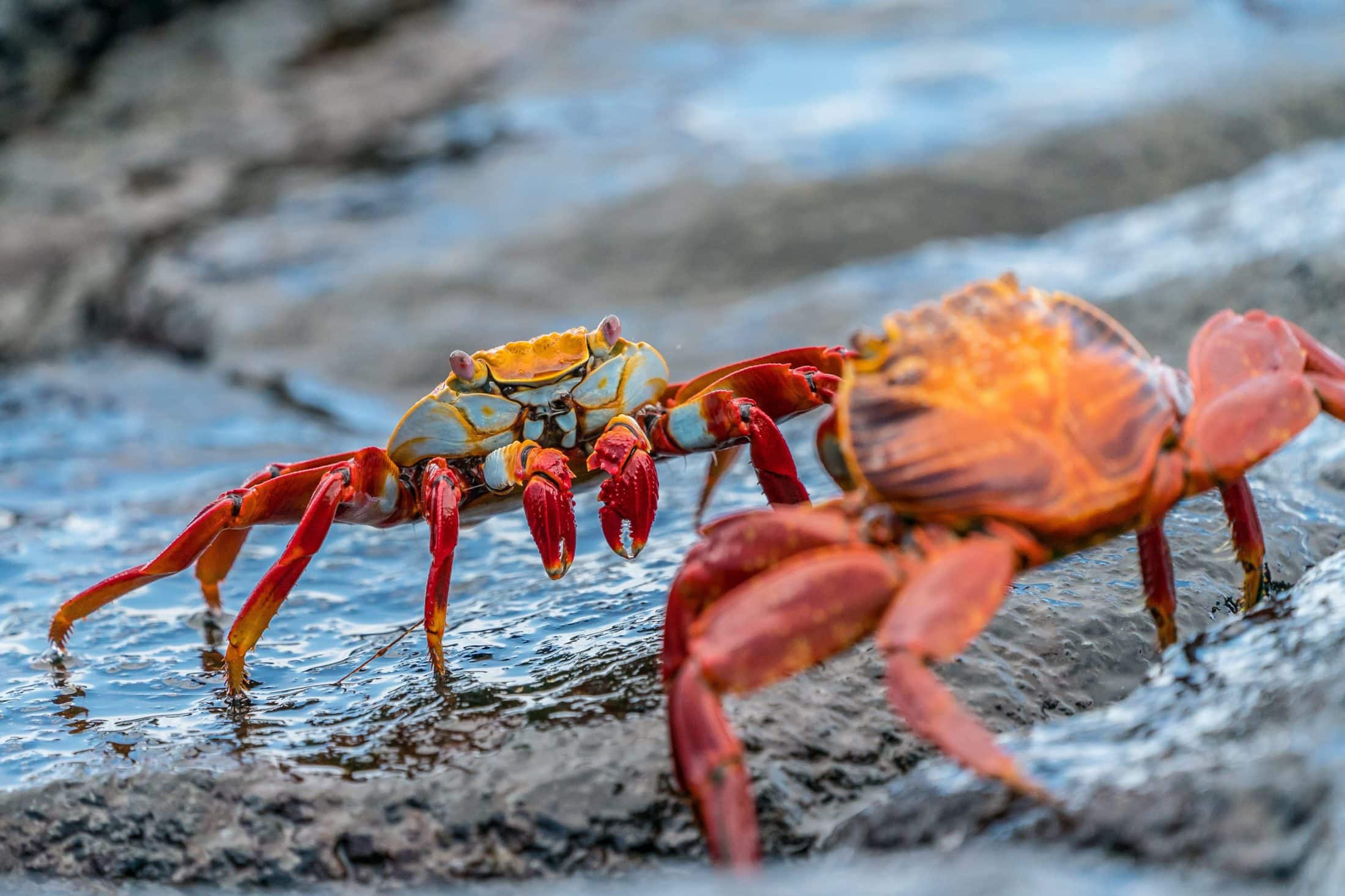 Why Are They Called Vampire Crabs? | FREEYORK