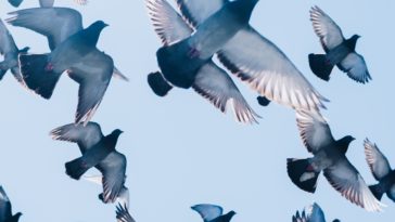 gray pigeons flying under blue sky