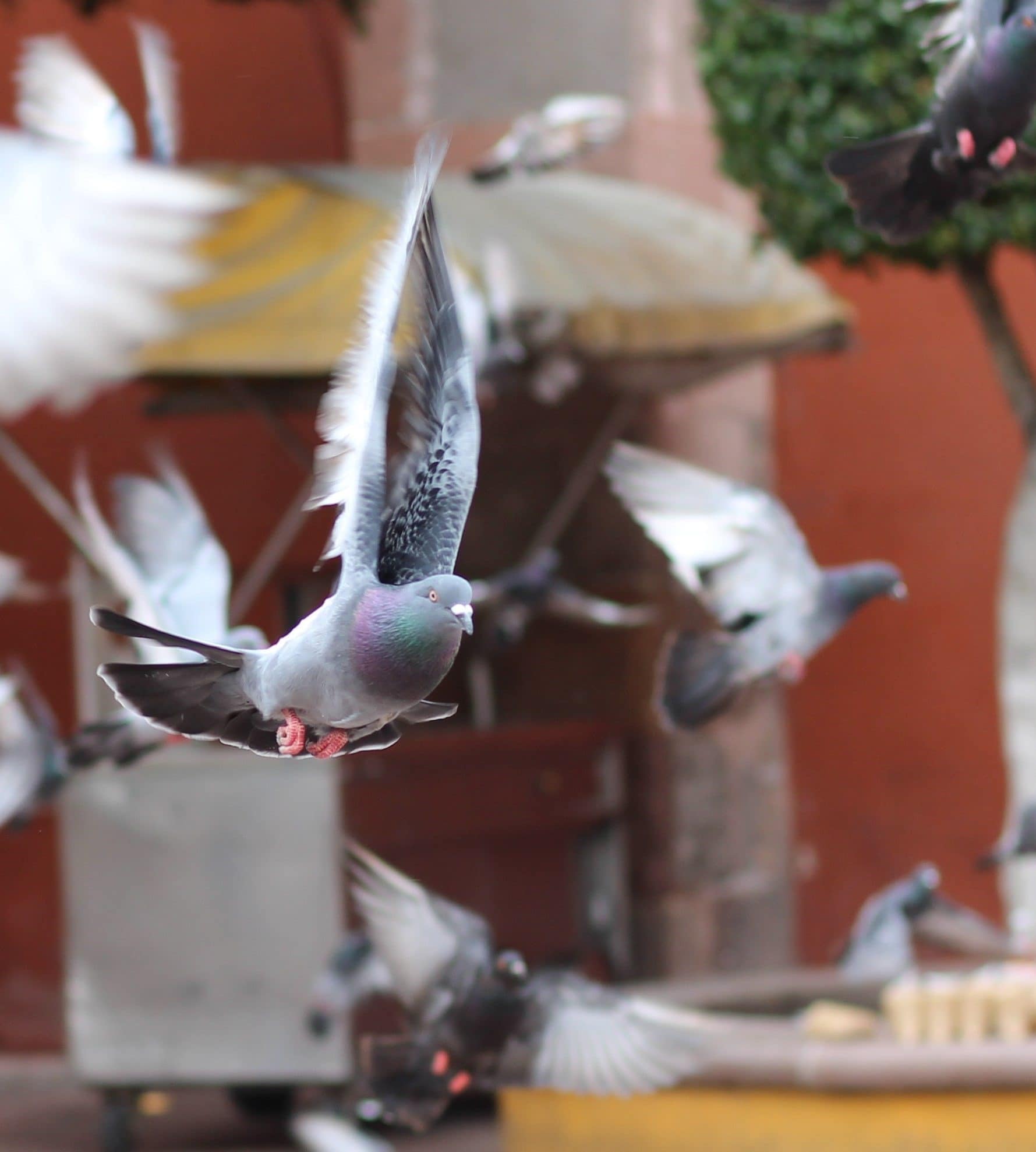 gray flying pigeon in bokeh photography