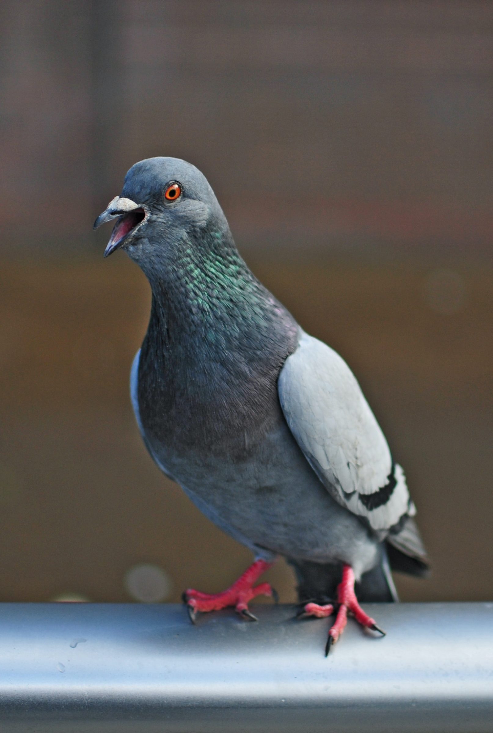 grey pigeon on grey metal rod