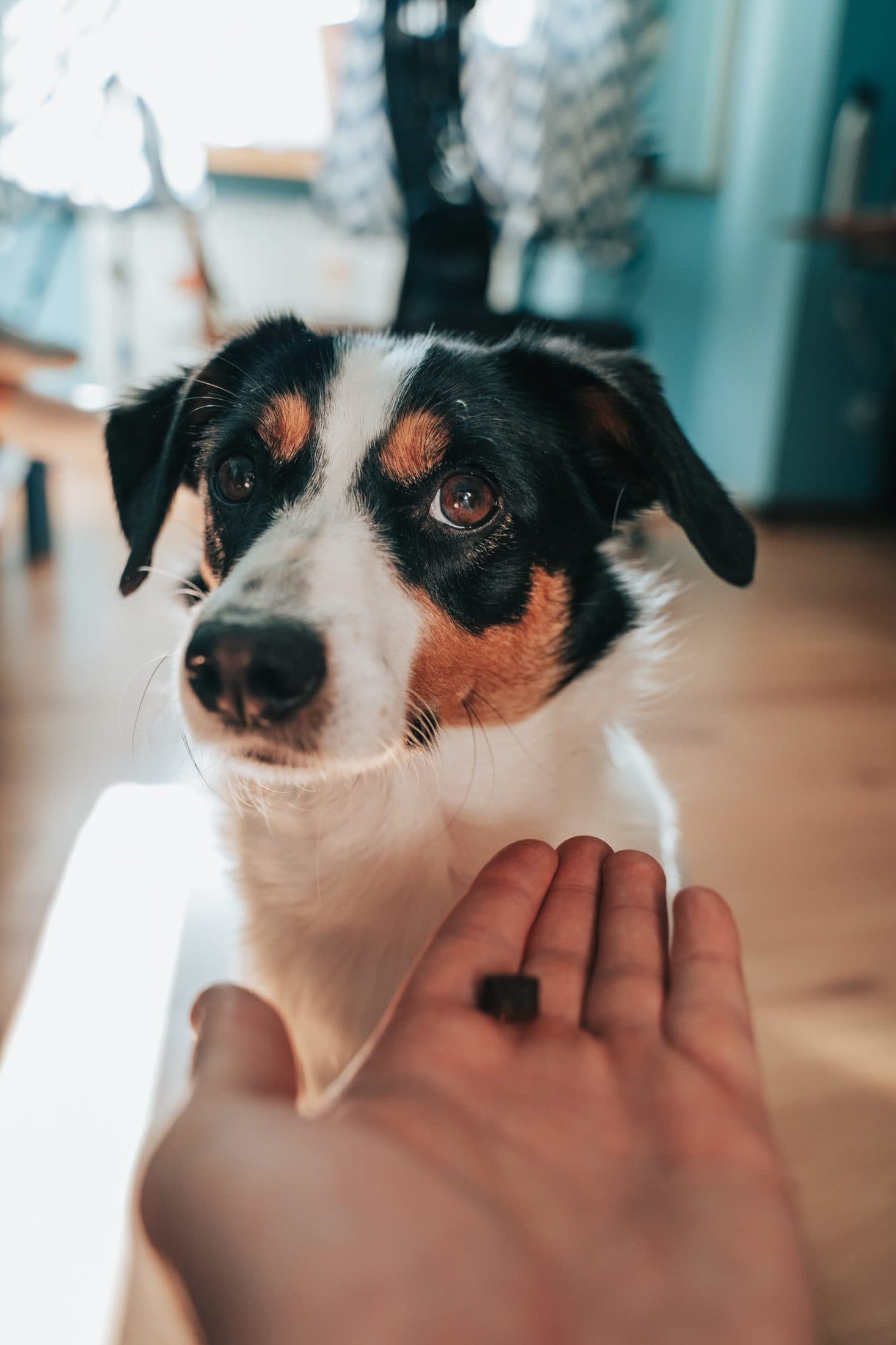 Feeding Grass Cubes To Dogs With Food Sensitivities