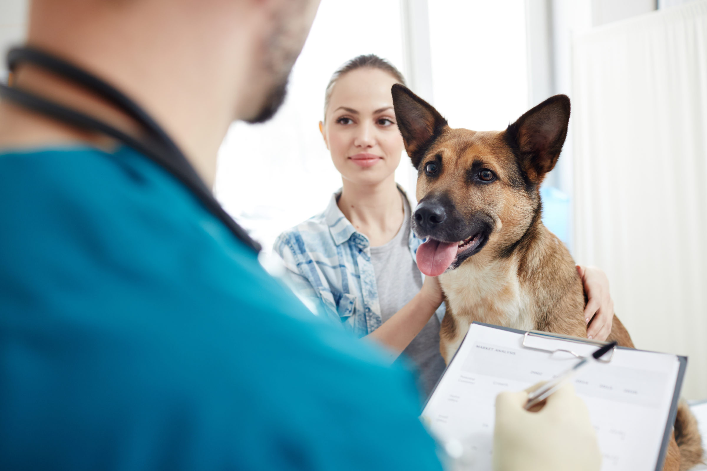 Консультация ветеринара. Ветеринар на собеседовании. Собака одобряет. Visiting a vet. Ветеринар выписывает рецепт.