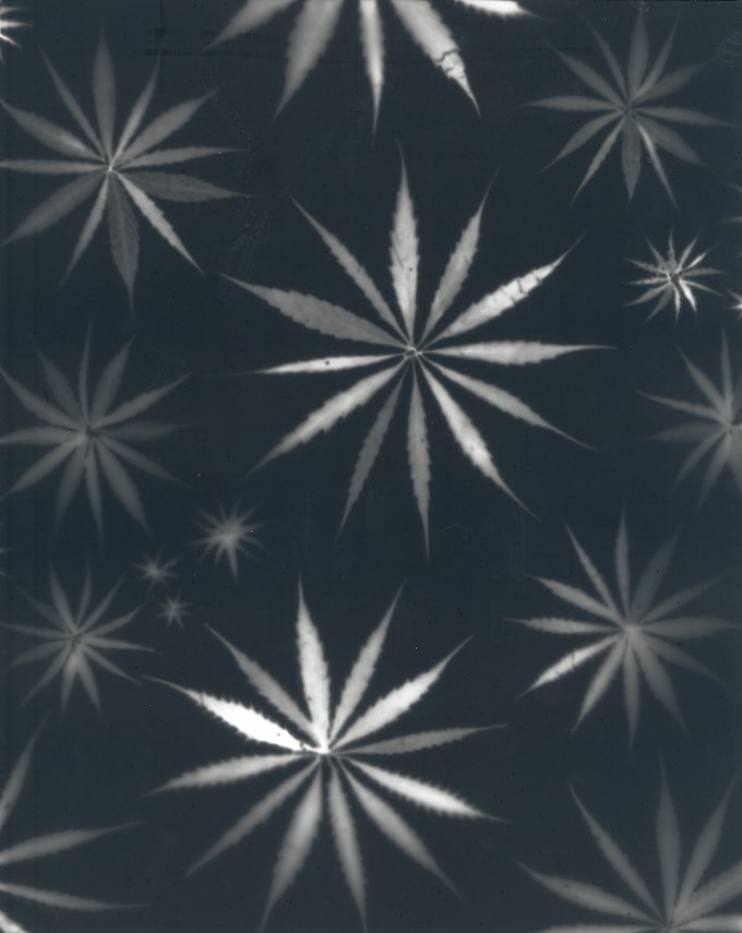 TOMASELLI Untitled photogram of marijuana leaves 2002 JCG1311 inline