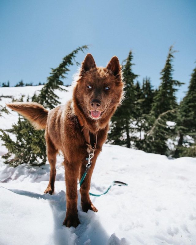 This Siberian Husky Is The Star Among Dogs On Instagram | FREEYORK