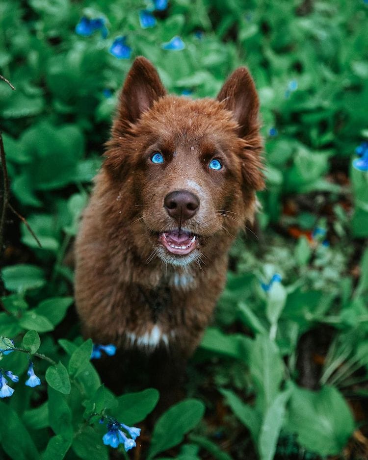 Chocolate 2024 siberian husky