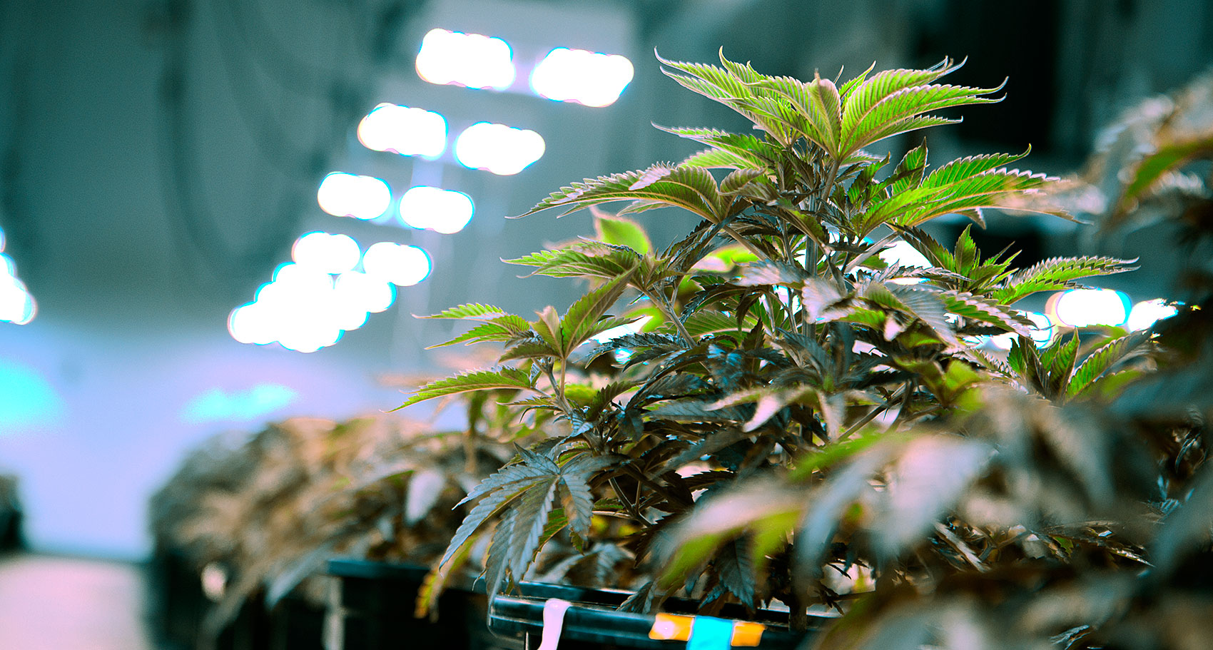 What You Should Know About Recreational Marijuana
