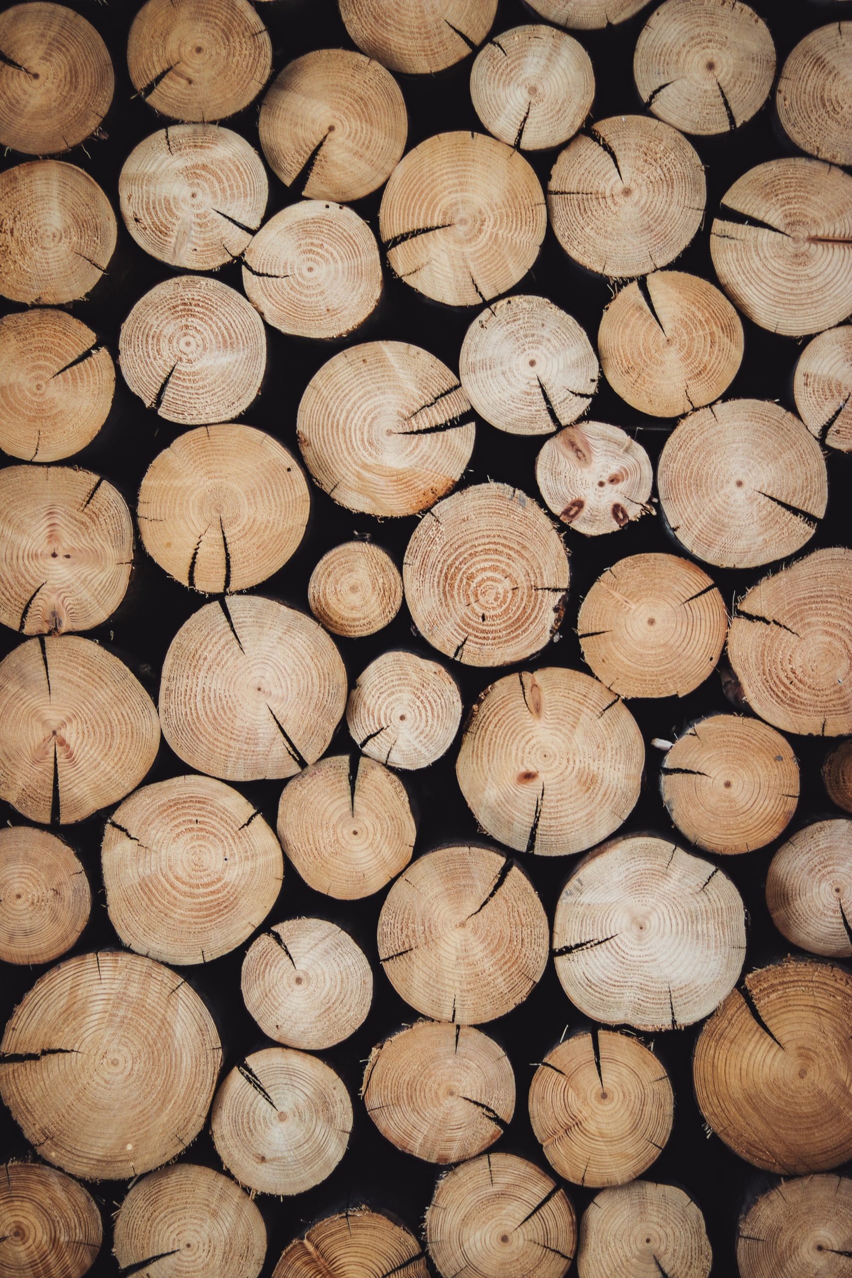 Factors to keep in mind to pick the best table saw brown wood log lot