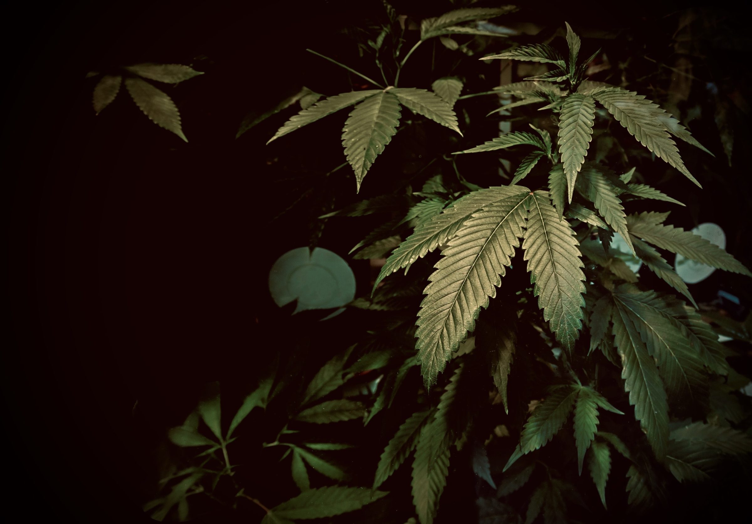 What is the Difference Between White Label CBD and Private Label CBD?