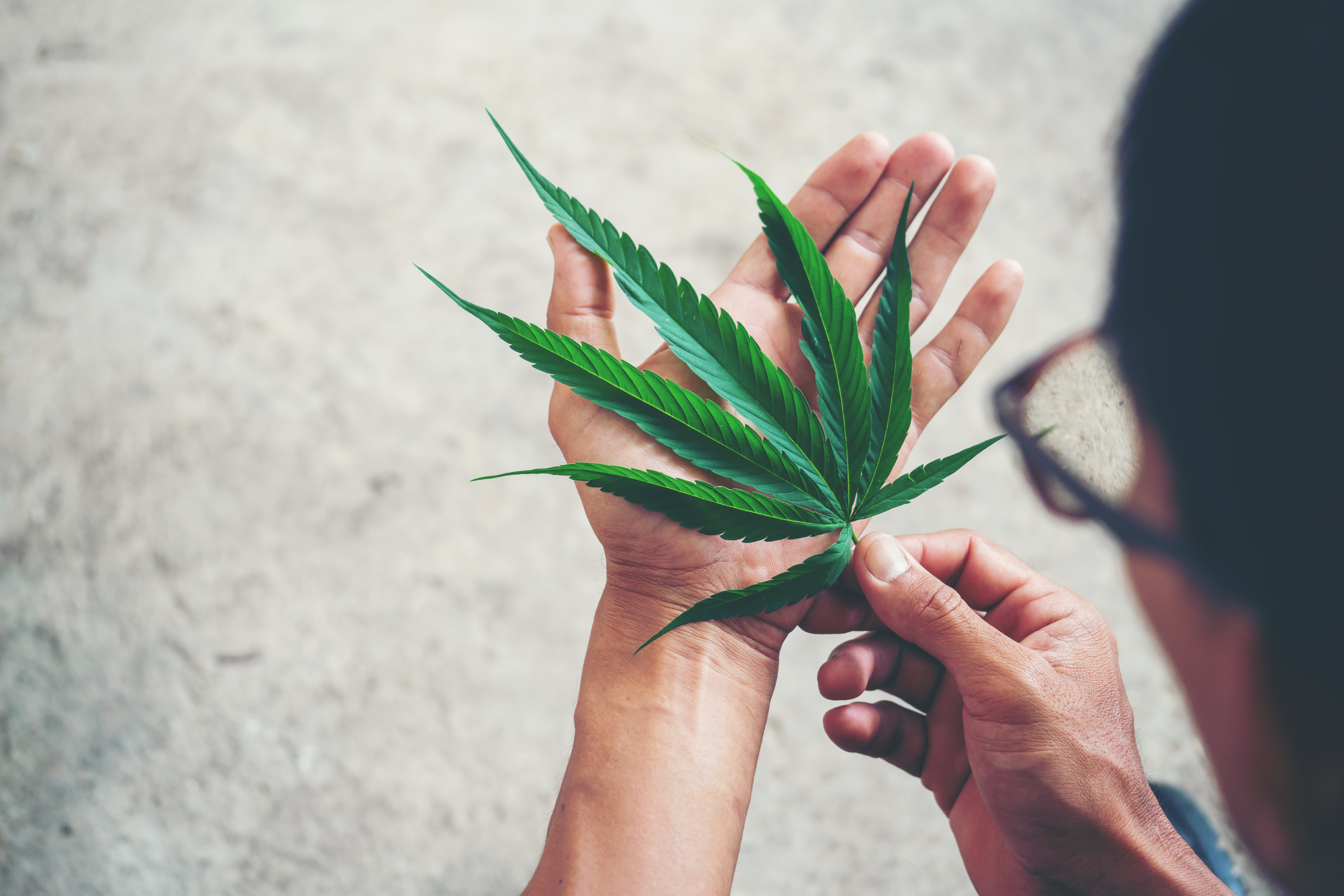 hand holding marijuana leaf cannabis sativa indica 63G5KYS
