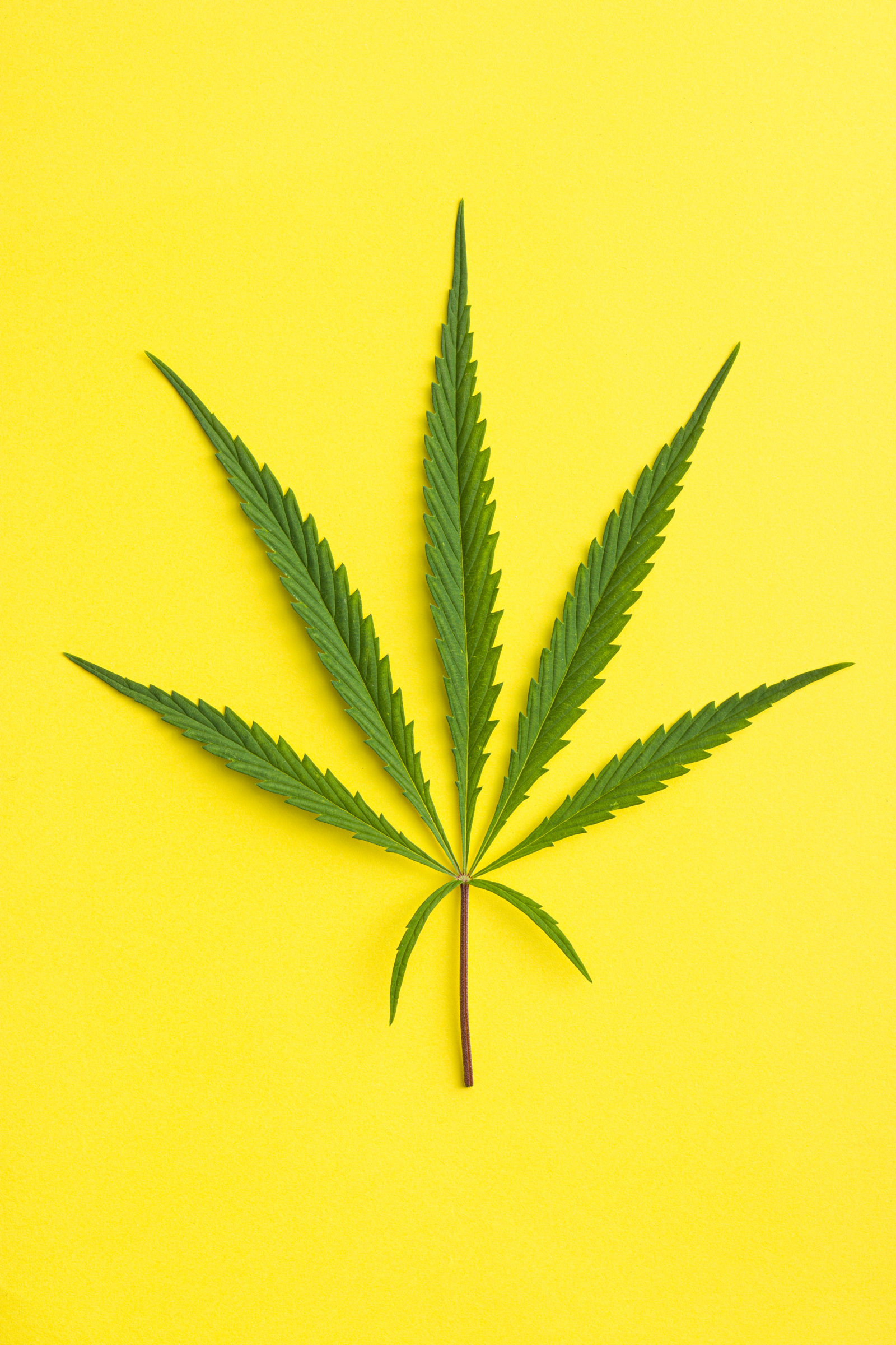 marijuana cannabis leaf RCYM4XE