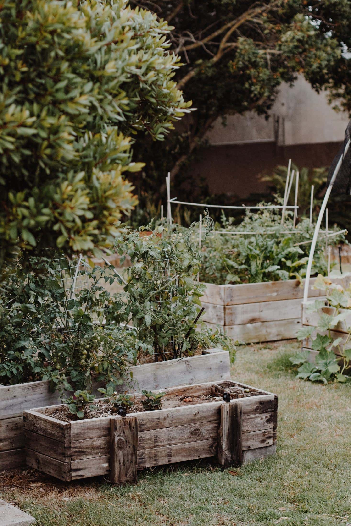 Benefits Of Growing Your Own Fruits And Vegetables green plants on brown wooden crate