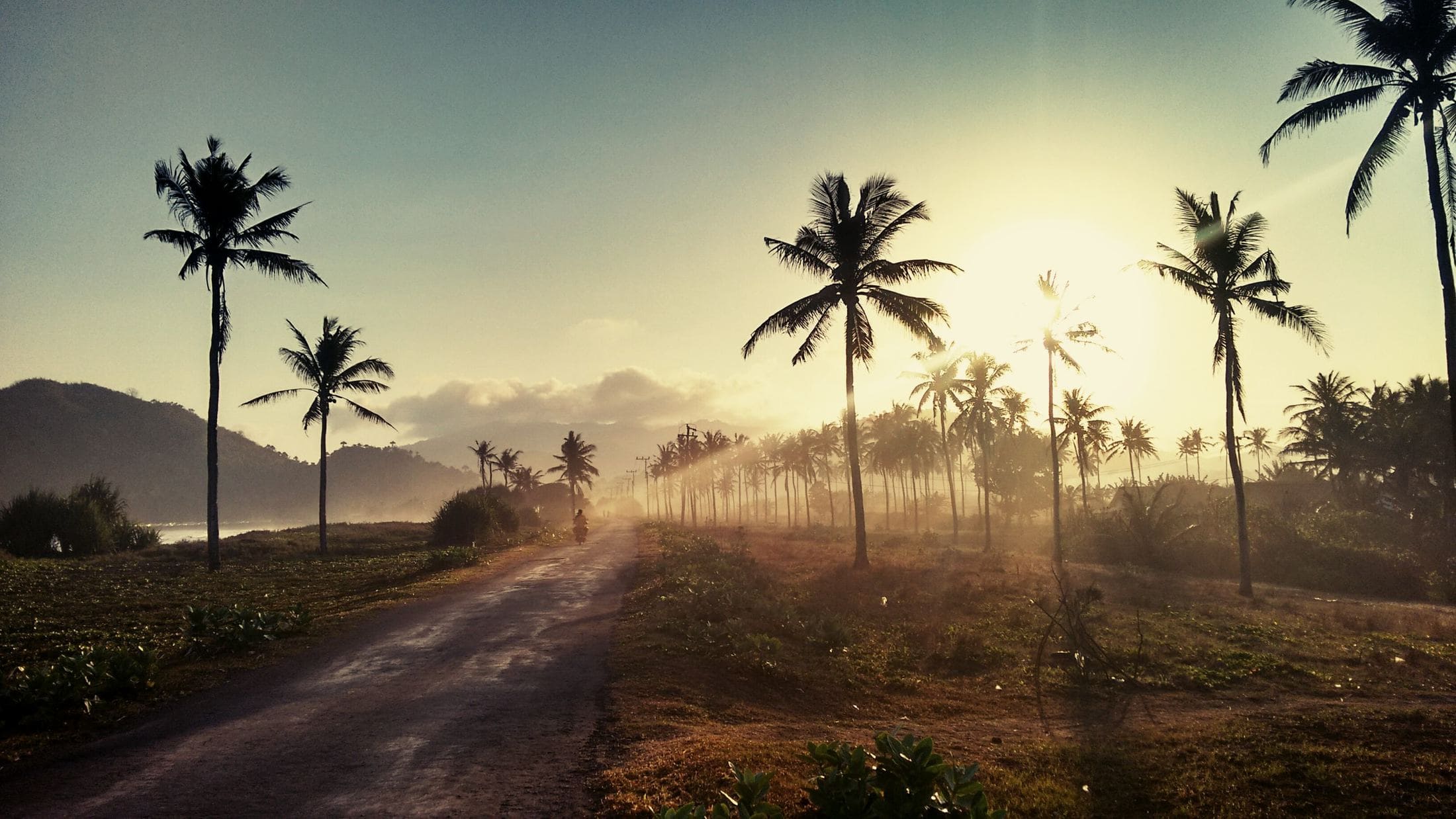 landscape photo of coconut trees