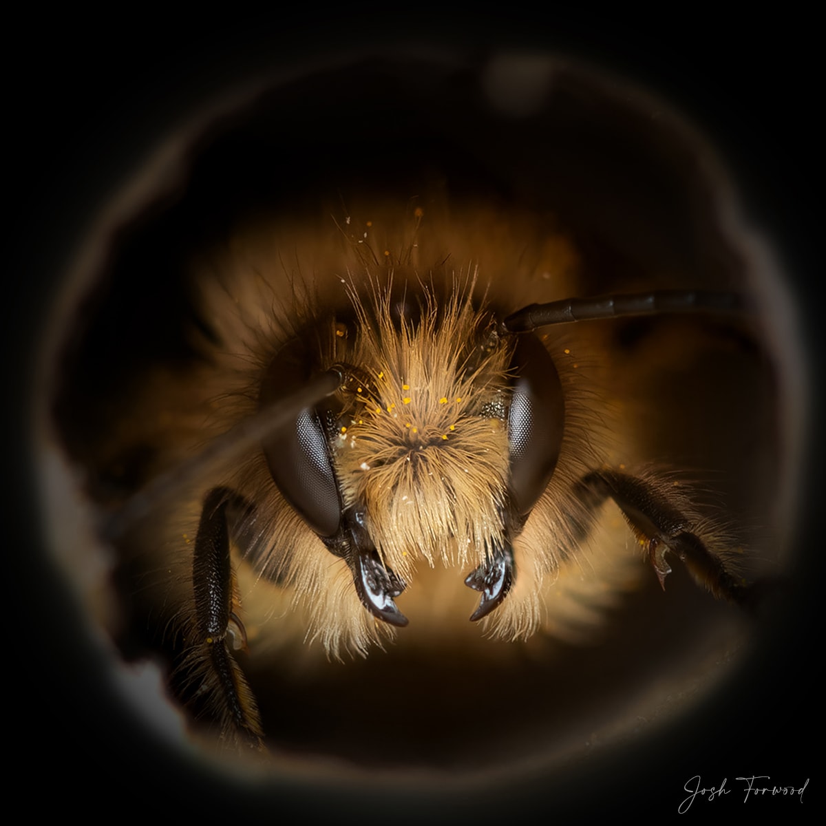 National Geographic Photographer Captures Solitary Bees in Beautiful Portraits