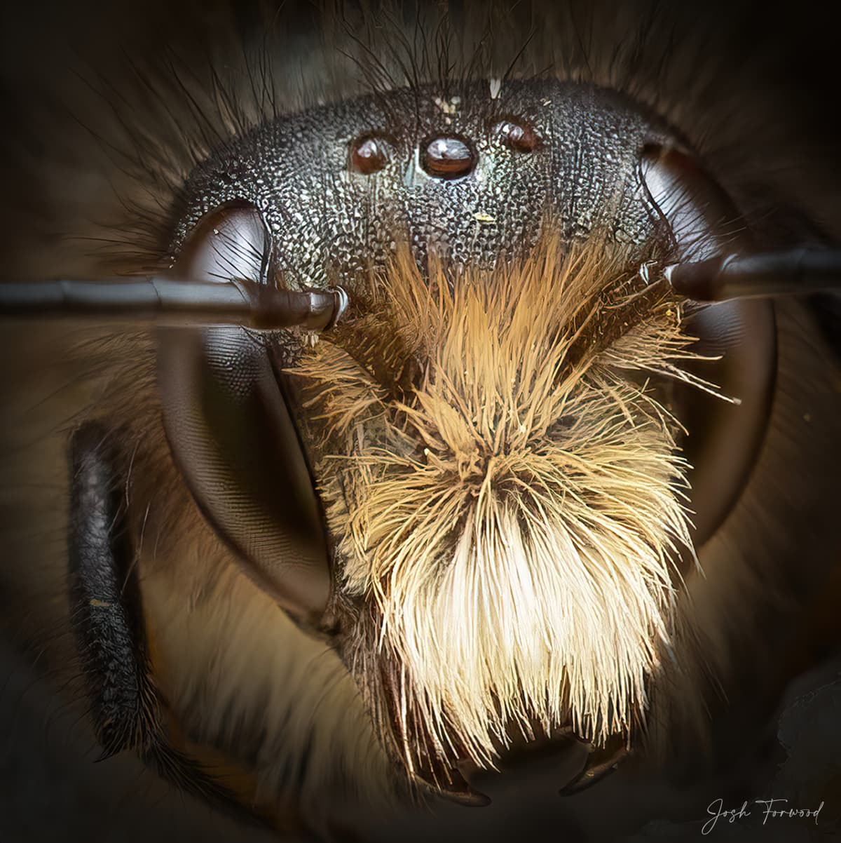 National Geographic Photographer Captures Solitary Bees in Beautiful Portraits