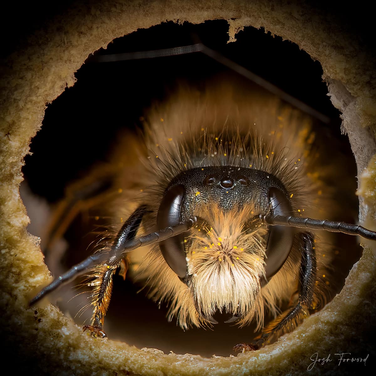 National Geographic Photographer Captures Solitary Bees in Beautiful Portraits