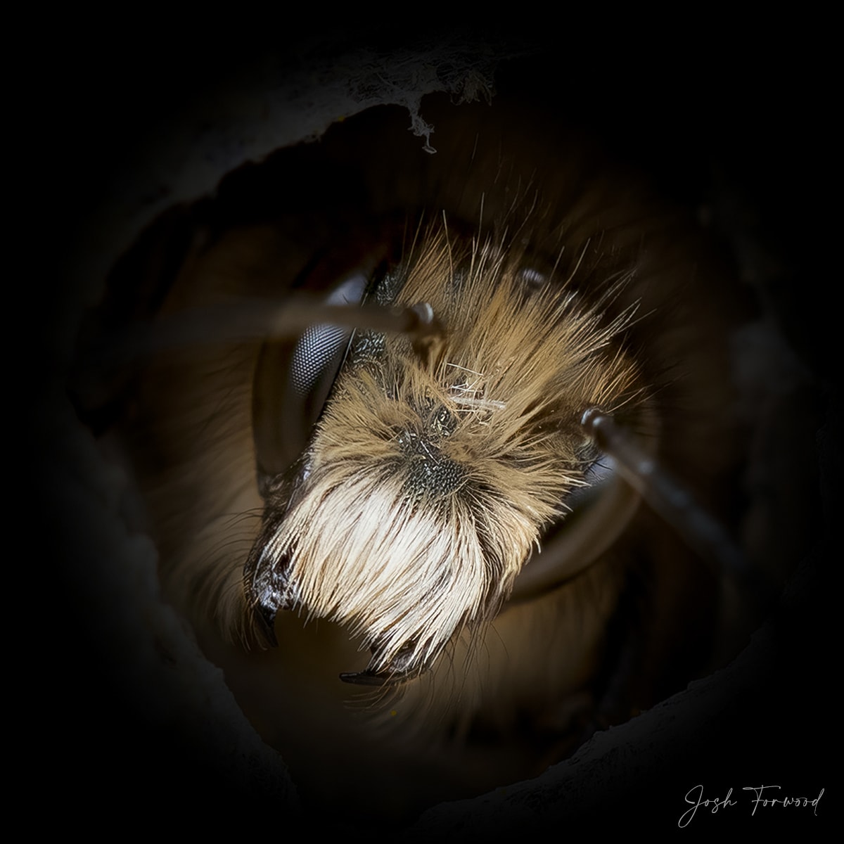National Geographic Photographer Captures Solitary Bees in Beautiful Portraits