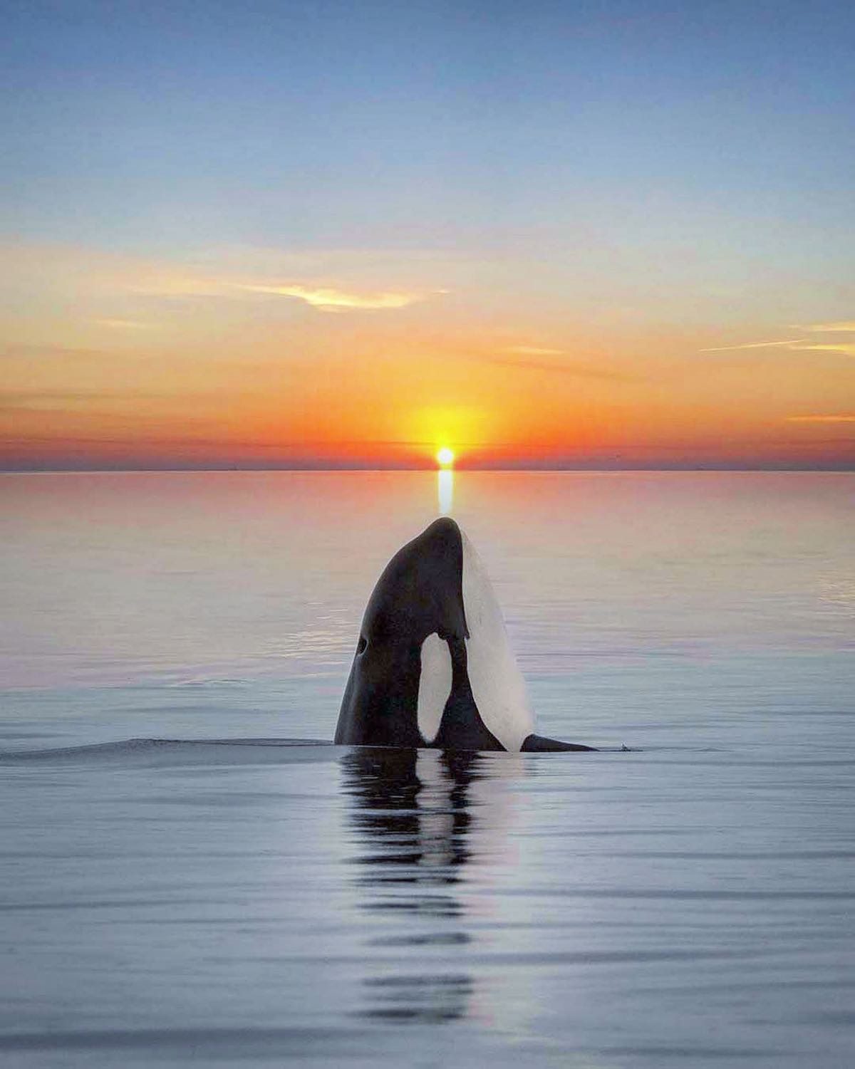 orca sunset marys mark photography 4