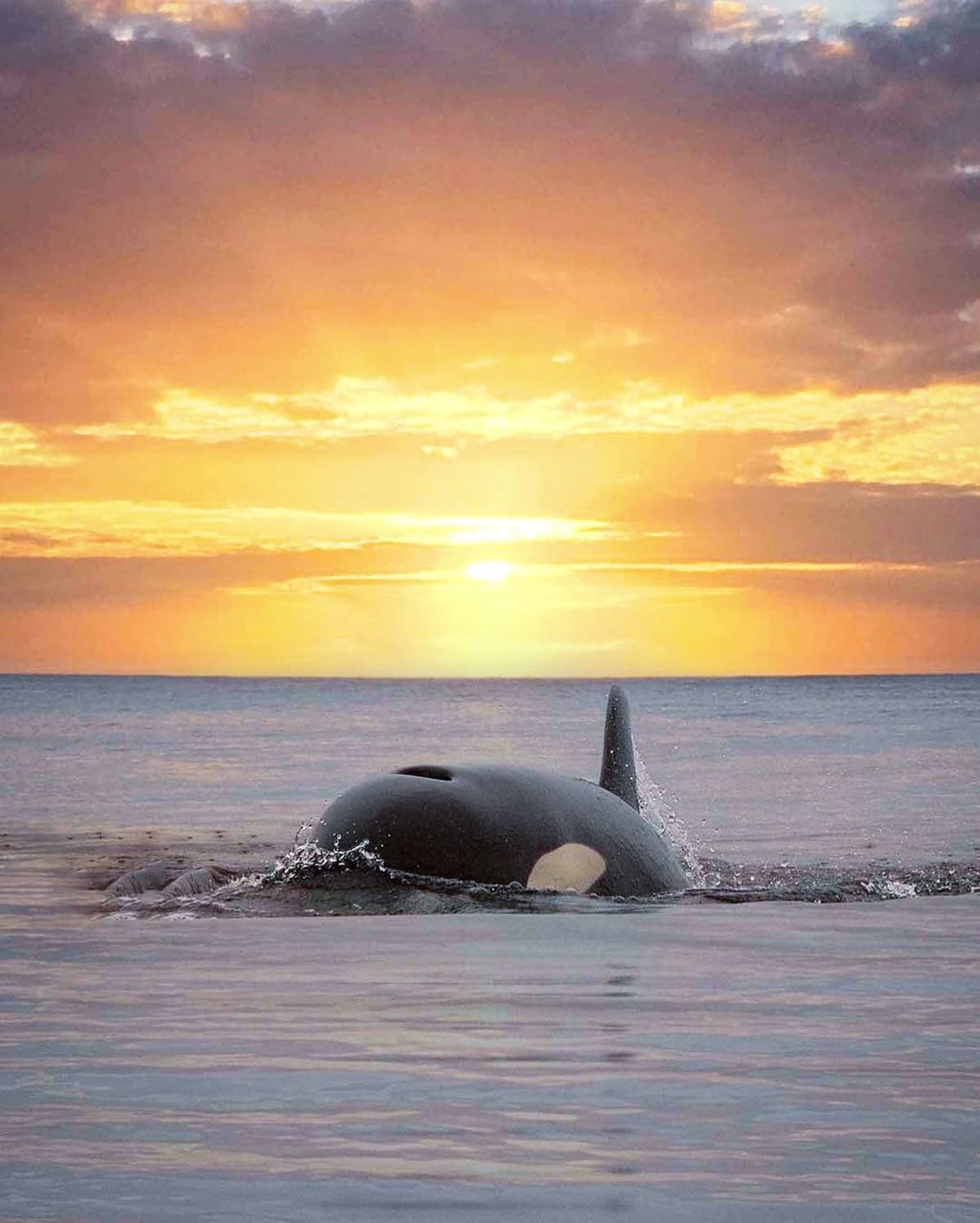 Photographer Mary Parkhill Blends Orcas And Sunsets Into A Single ...