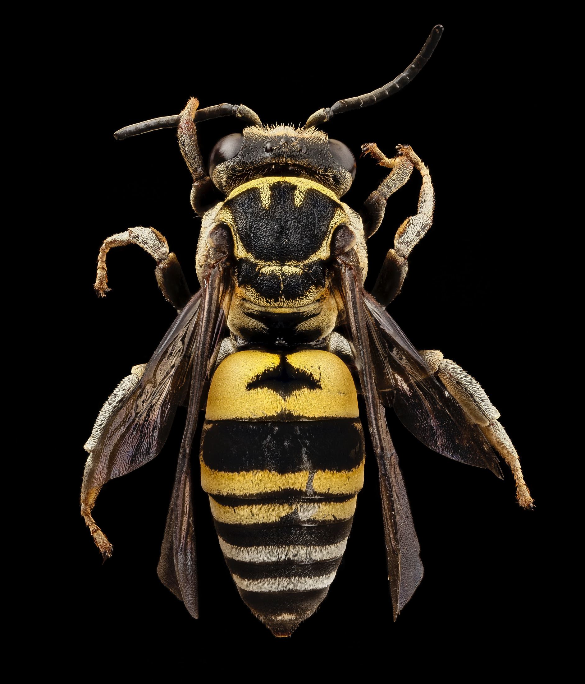 black and yellow bee illustration