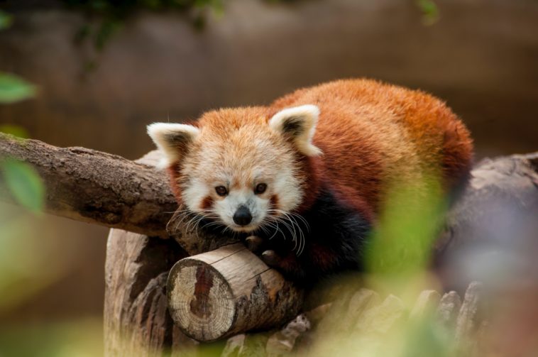 red panda lying on brown log