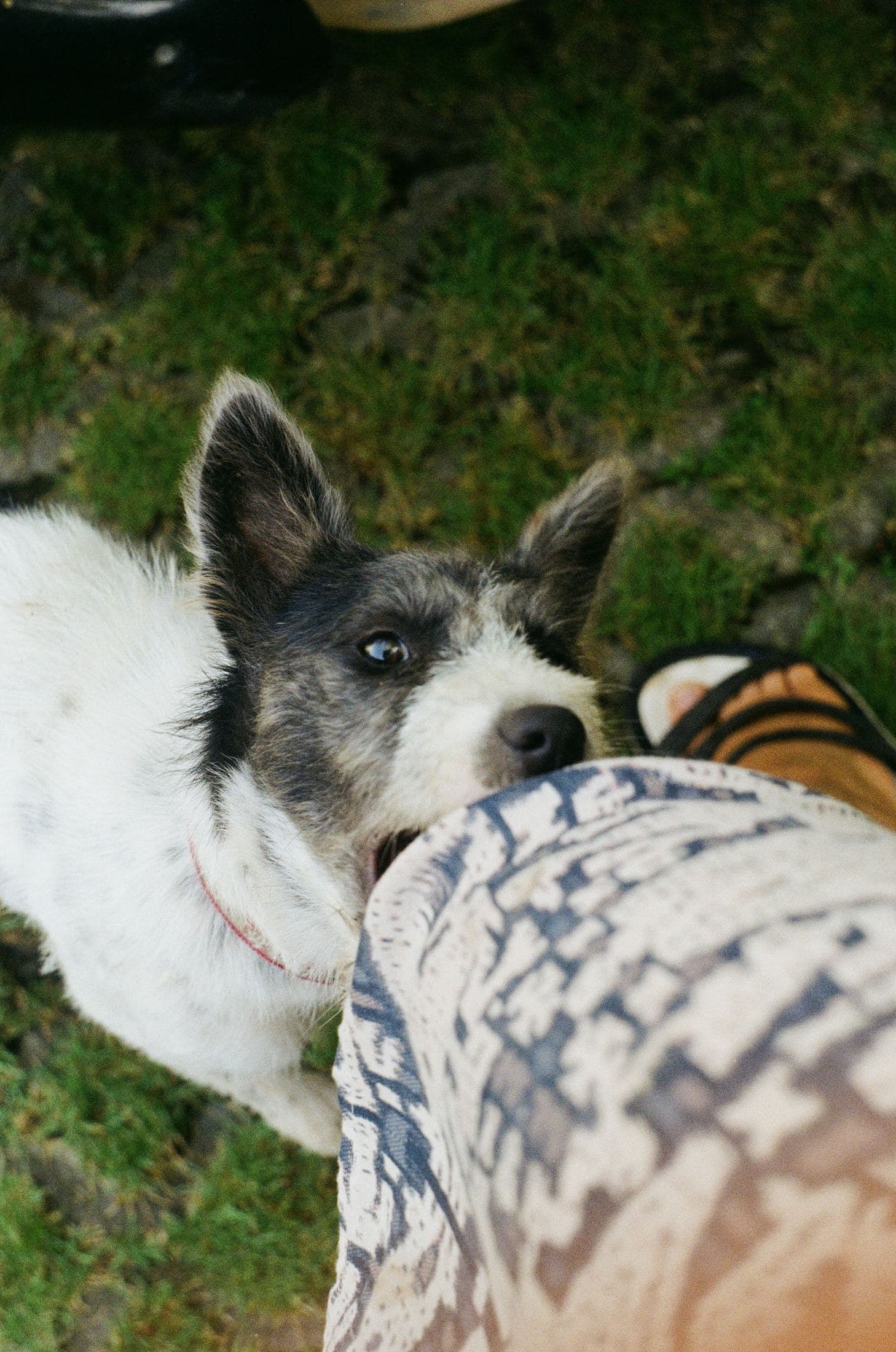 A Guide to Texas Dog Bite Laws white and black short coat small dog on green grass field during daytime