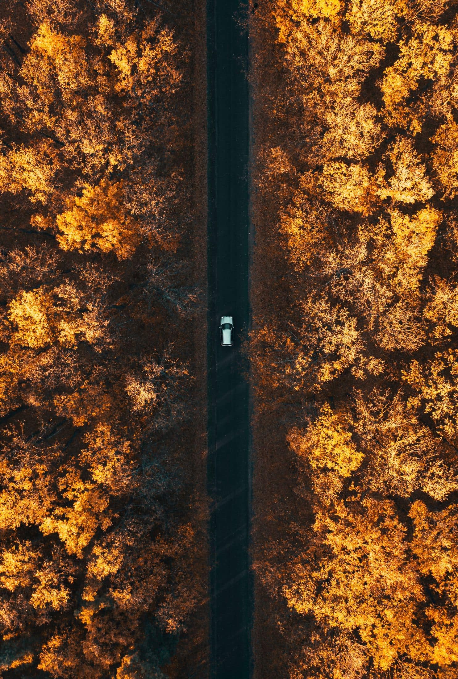 aerial photography of car in forest
