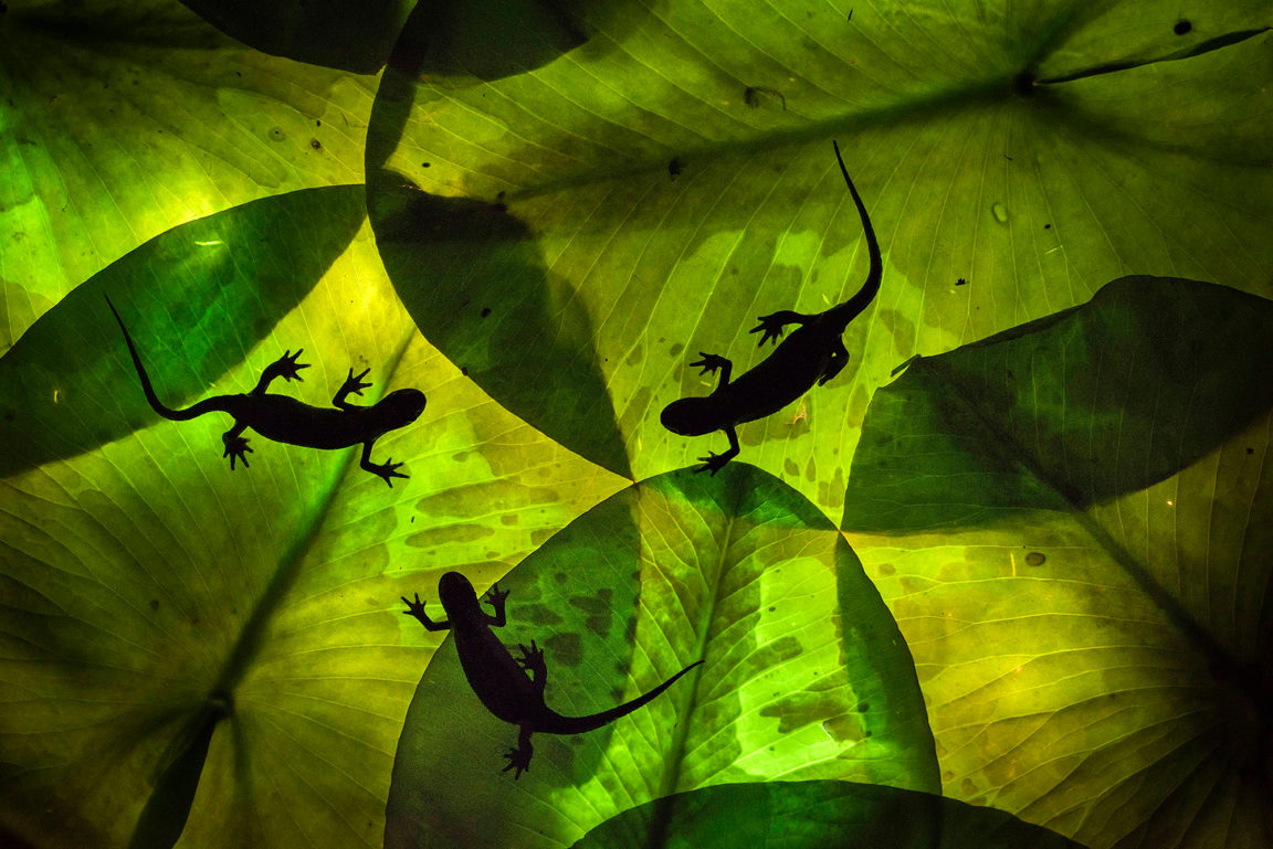 Johan De Ridder’s “Triplets in Green.” All images courtesy of CUPOTY, shared with permission