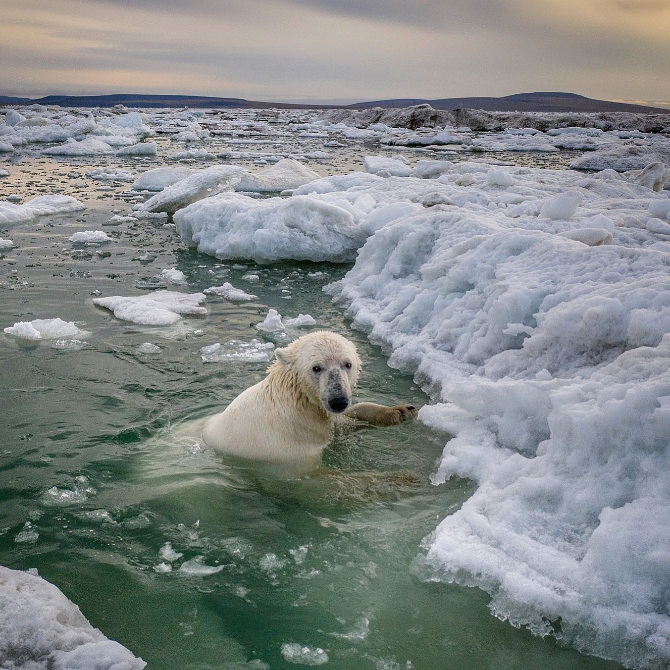Near The Arctic Circle: Photographer Dmitry Kokh Captured Breathtaking Photos Of Polar Bears