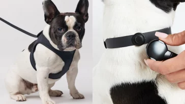 dog friendly products furniture designs tools share with your pet
