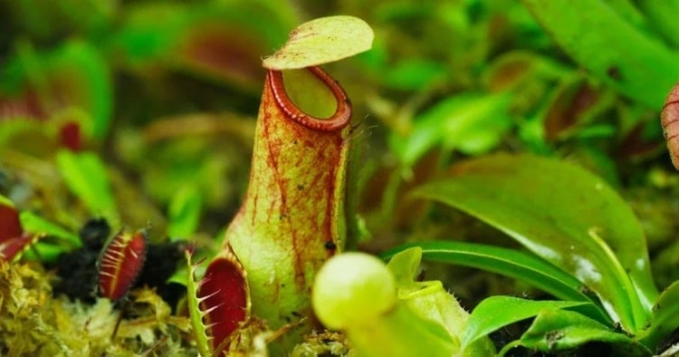 The Green Reapers: Carnivorous Plants in Action and the Lifecycle of Butterflies by Thomas Blanchard